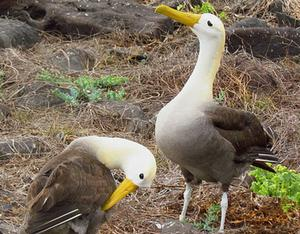 The Waved Albatross, or Galapagos Albatross, Phoebastria irrorata, is Critically Endangered. This mated pair is on Espanola Island, Ecuador. D. Gordon E. Robertson