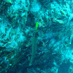 Gun Beach 25 Apr 08 037.JPG