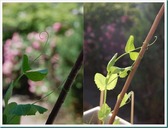Beans time elapse diptych