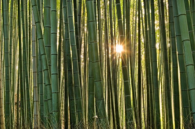 Foto: Keindahan Hutan Bambu Sagano Di Jepang [ www.BlogApaAja.com ]