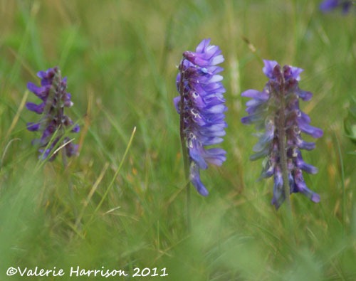 [54-tufted-vetch%255B2%255D.jpg]