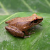 Eleutherodactylus%252520bacchus-virolin%2525202