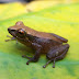 Pristimantis uisae - Photo (c) 118045436407732272621, all rights reserved