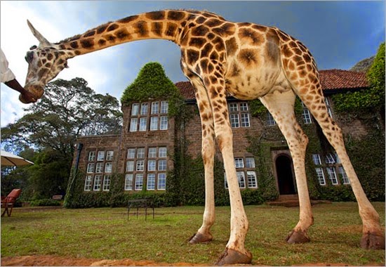 Kenya Accommodation Giraffe Manor Exterior (6)