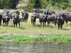 Murchison Falls Nationalpark
