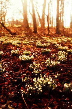 Snowdrops-5---XPRO