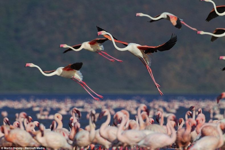 lake-nakuru-flamingos-0