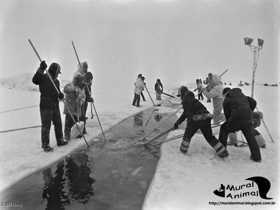 [milagre-baleias%2520%25287%2529%255B2%255D.jpg]