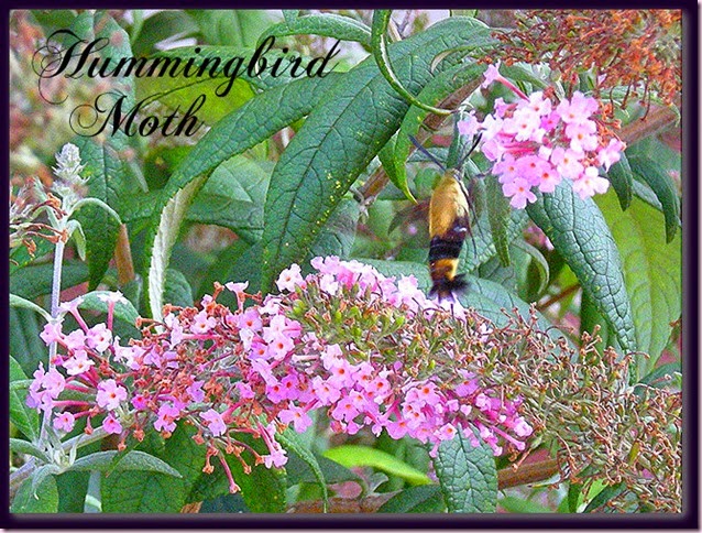 hummingbirdmothtextDSCN7680[7]