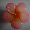 DSC02438.JPG