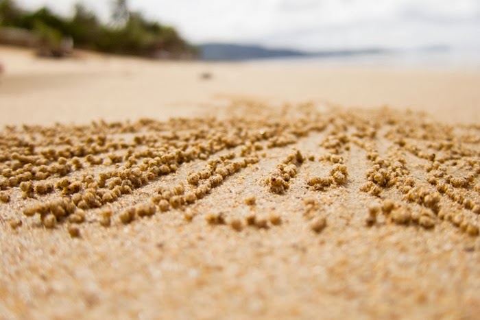 crabs2 crabs2