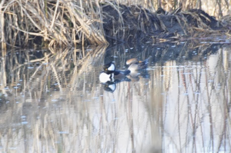 DSC_0934.jpg DSC 0934