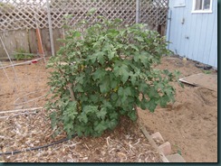 Mallow cutting, back yard, Mar 12 001