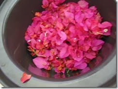 Pink Bougan in pot