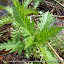 #35 ASTERACEAE sp.(.)[Maia,NF37_P.S.P.Avioso,CA&CMMaia]_P1570681.JPG