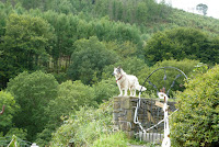 A dog, not a wolf!
