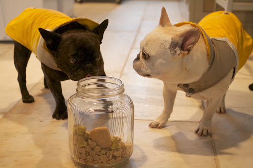 We're very grateful that treats are just a cute face and a cookie jar away.  Yum!!!