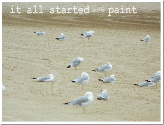 Lake Michigan Beach Birds.Picknicked