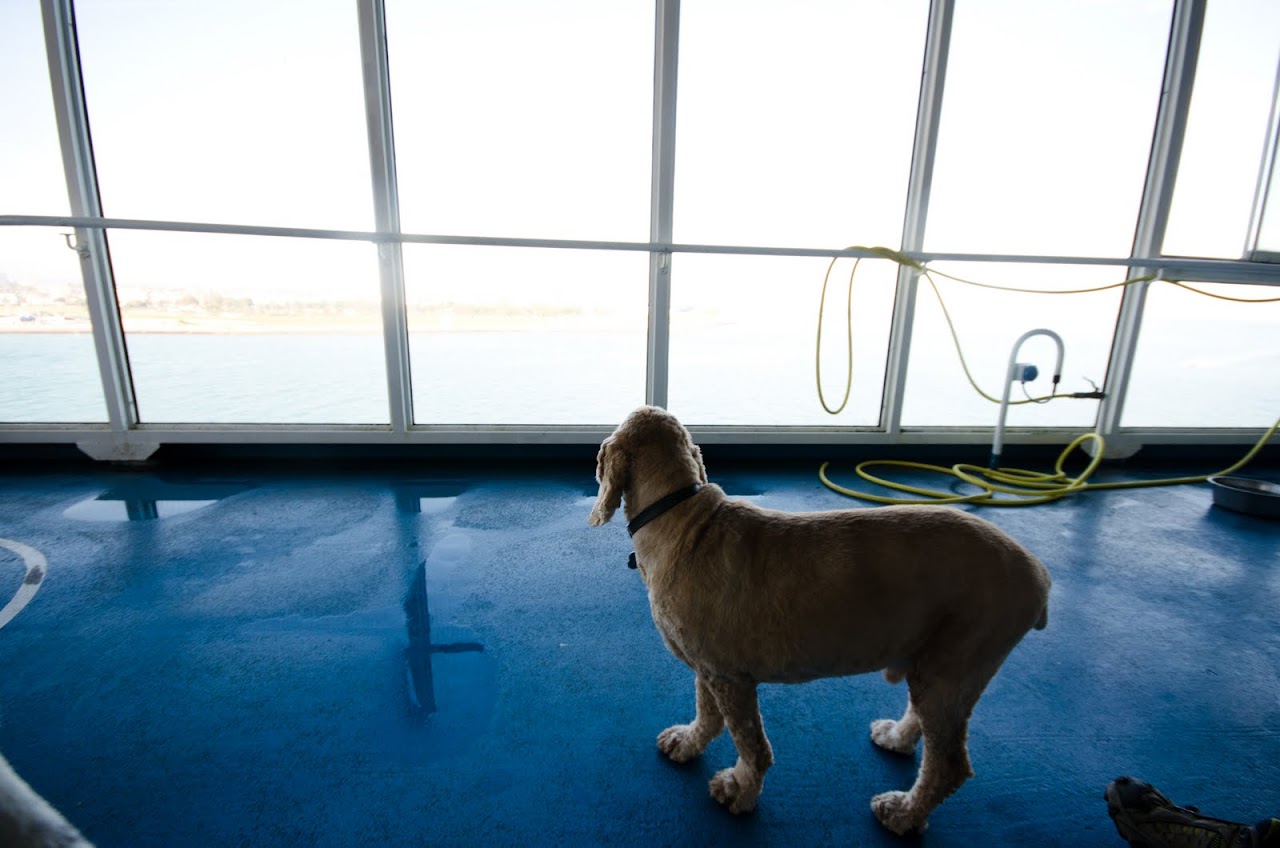 Chewy looking out