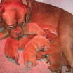 cachorros raven 1 semana.jpg 014.jpg