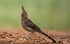 Pyrrhuloxia Laguna Seca Ranch 3 Pyrrhuloxia Laguna Seca Ranch 3