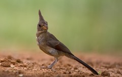 Pyrrhuloxia Laguna Seca Ranch 3