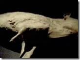 3601162_com_pompei_pig 3601162_com_pompei_pig