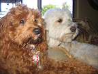 Lynda's precious dogs, Roxy and Millie