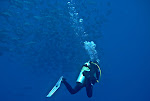 Red Sea 2011 Underwater