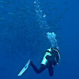 Red Sea 2011 Underwater