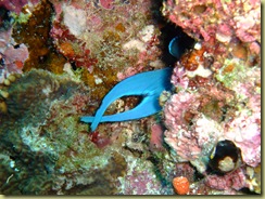 Tail of Blue Trigger Fish