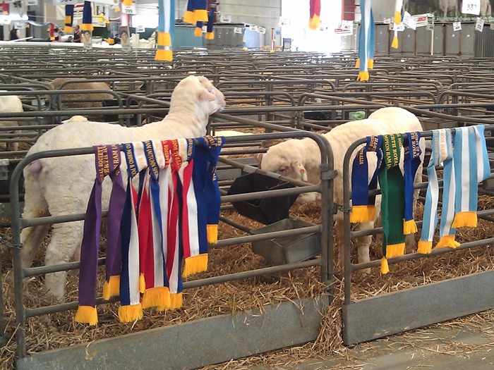 6a royal show