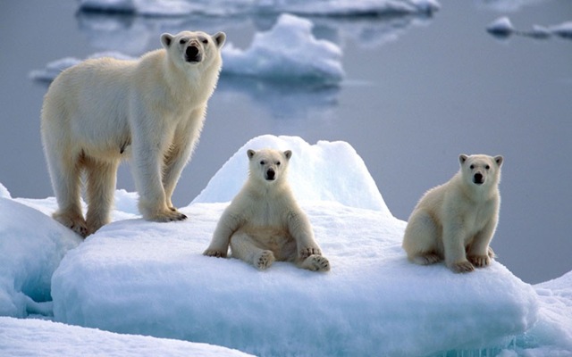 [polar-bear-and-cub_2335860k%255B11%255D.jpg]