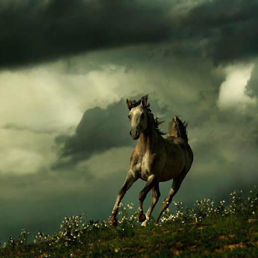 Arabian Wojtek Kwiatkowski Horse Photography