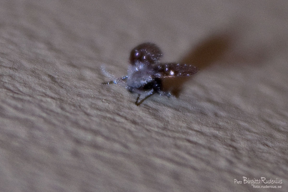 [macro_20110813_fly%255B2%255D.jpg]