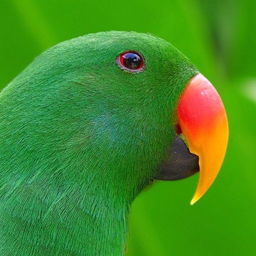 Green_Animals_7x