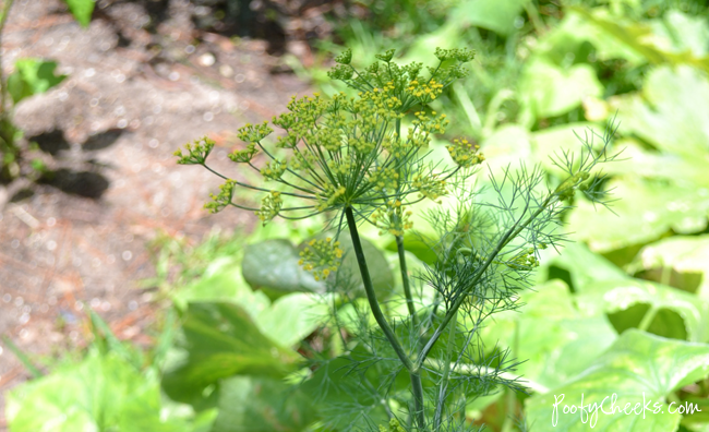 [DSC_3016%255B2%255D.png]