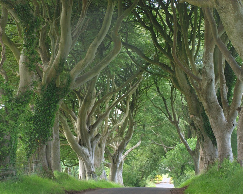 dark-hedges-1