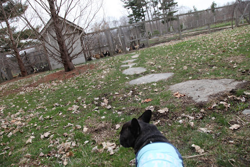 Look!  The minute those chickens see us pull up, they come running!  They always seem to be hungry!