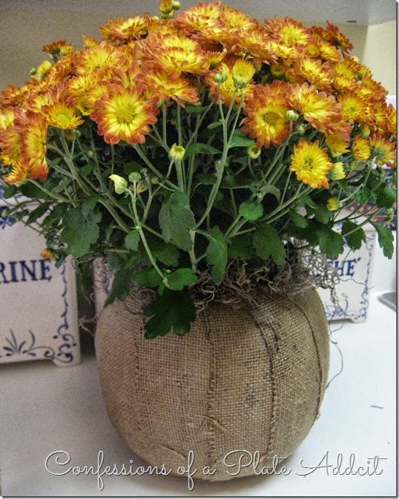 CONFESSIONS OF A PLATE ADDICT Pumpkin Planter Tutorial 3 CONFESSIONS OF A PLATE ADDICT Pumpkin Planter Tutorial 3