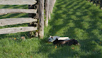 Quick!  Under the fence!
