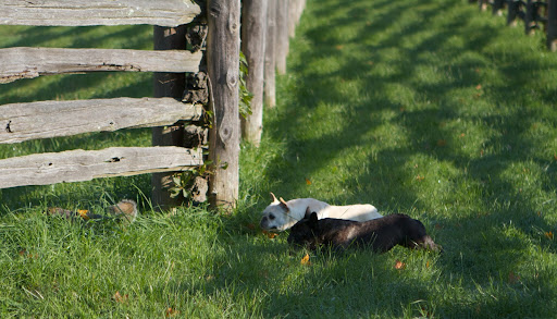 Quick!  Under the fence!