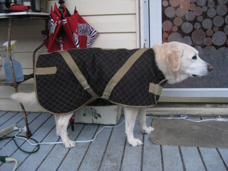 [Louis%2520Vuitton%2520Dog2%255B3%255D.jpg]