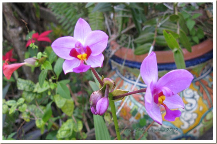 12-21-ground-orchids