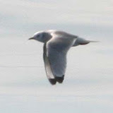 Black-legged kittiwake