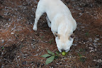 Hmmm....So far all I've found is this hickory nut.