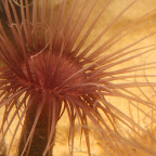 Un grand complexe très populaire en Californie, avec d'immenses bassins d'eau de mer pompée directement dans la baie. Plus d'infos sur http://en.wikipedia.org/wiki/Monterey_Bay_Aquarium