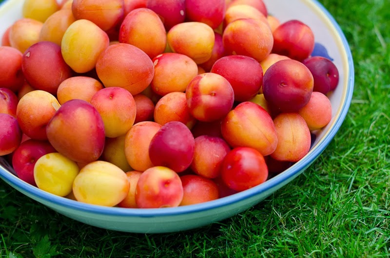 [plums-12%255B3%255D.jpg]