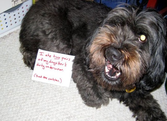 [dog-shaming-bad-2%255B2%255D.jpg]