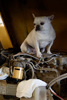 Franny and I are like little sponges and we've learned a lot from being around Martha. We even perform regular maintenance on her Kawasaki.
